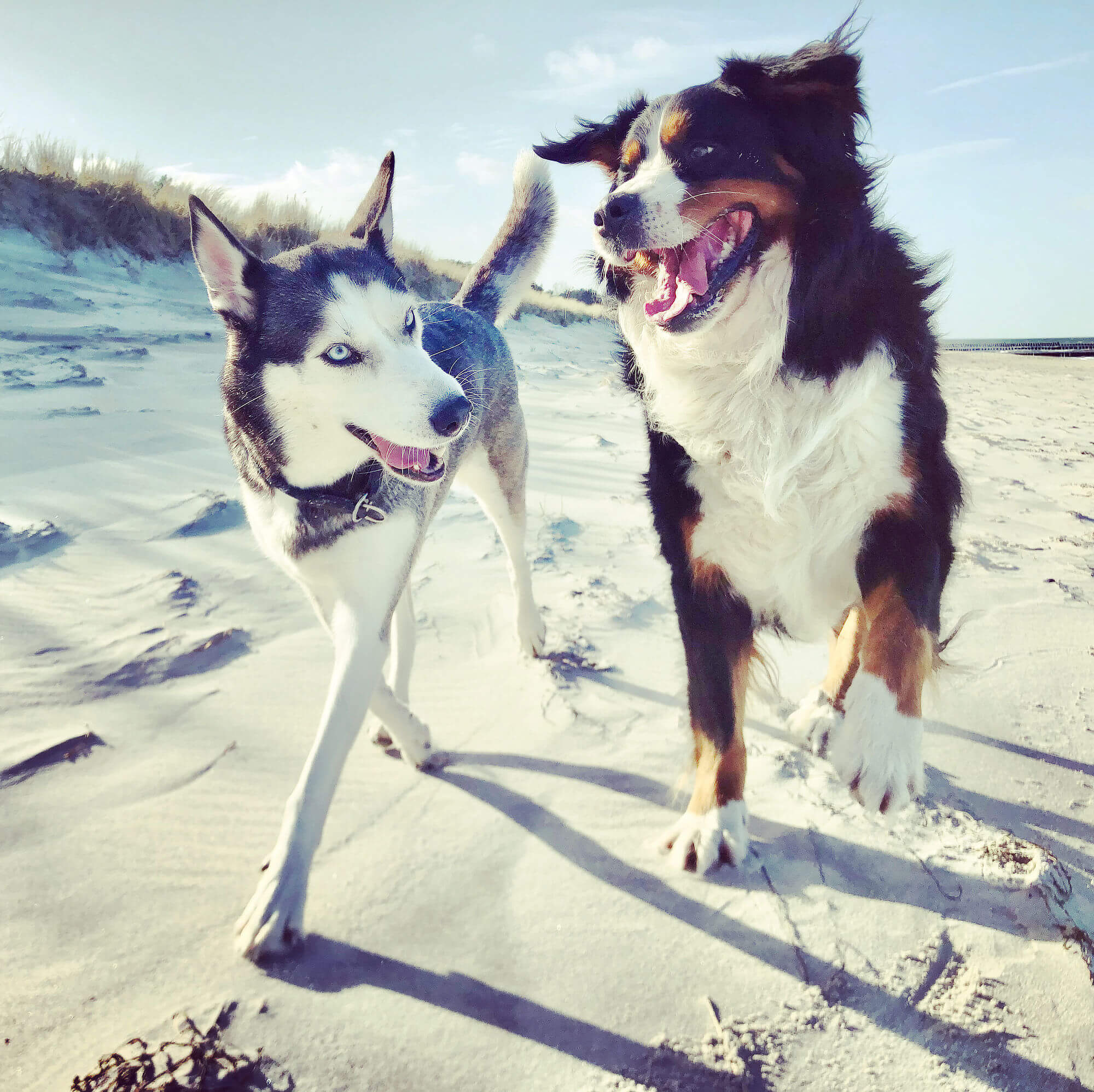 Hunde am Ostseestrand