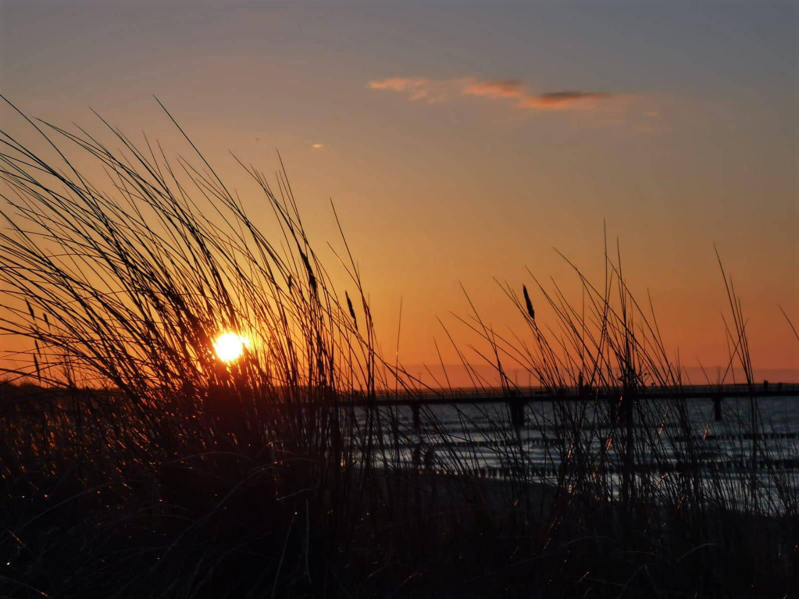 Sonnenuntergang hinter Dünengras am Ostseestrand
